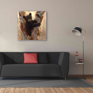 'Curious Cub I' by Collin Bogle, Canvas Wall Art,37x37