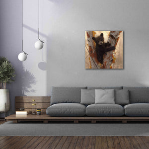 'Curious Cub I' by Collin Bogle, Canvas Wall Art,37x37