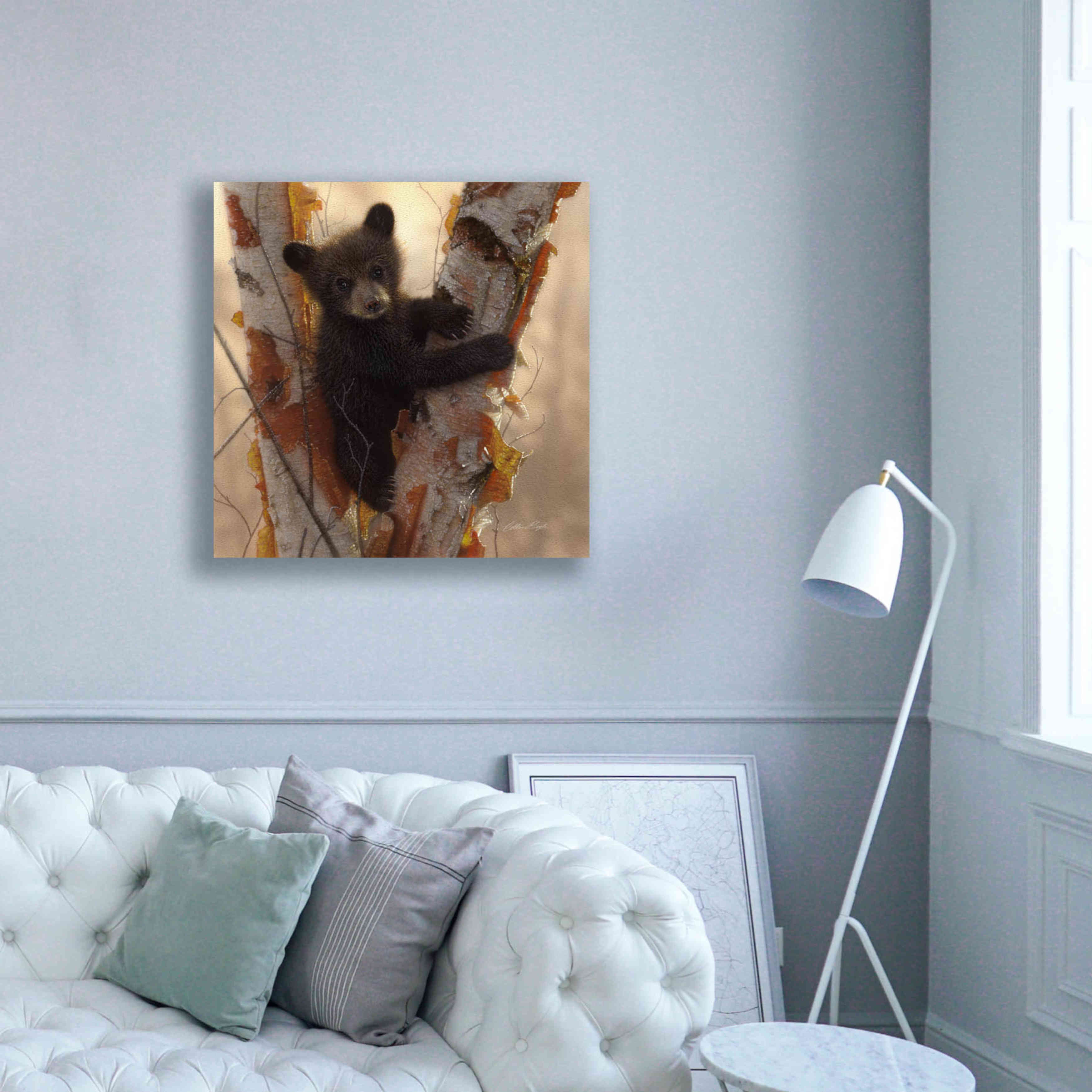 'Curious Cub I' by Collin Bogle, Canvas Wall Art,37x37