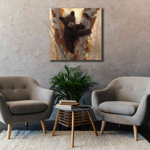 'Curious Cub I' by Collin Bogle, Canvas Wall Art,37x37