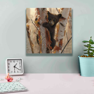 'Curious Cub II' by Collin Bogle, Canvas Wall Art,12x12