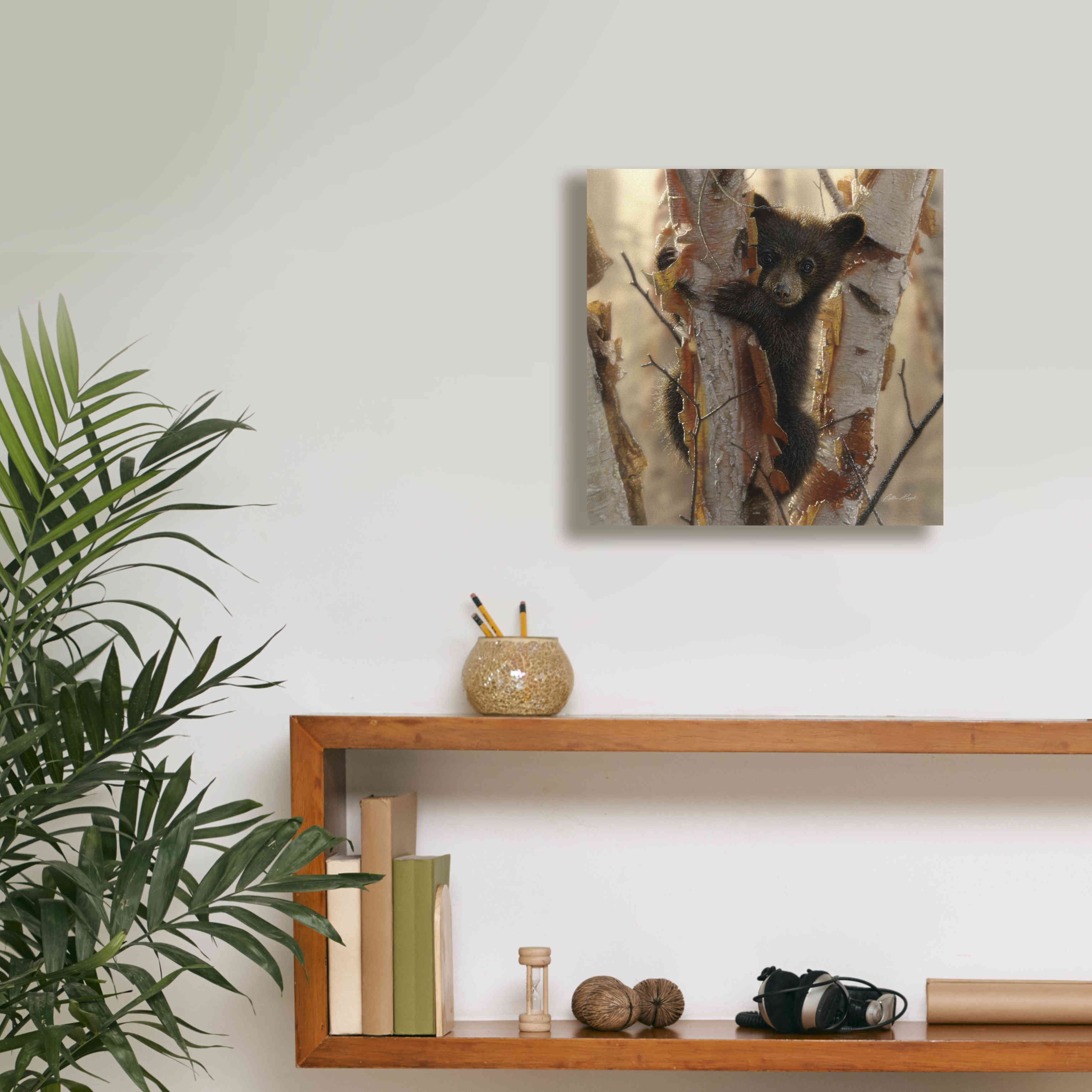 'Curious Cub II' by Collin Bogle, Canvas Wall Art,12x12