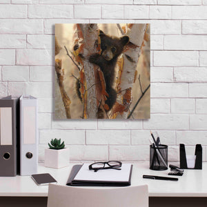 'Curious Cub II' by Collin Bogle, Canvas Wall Art,18x18
