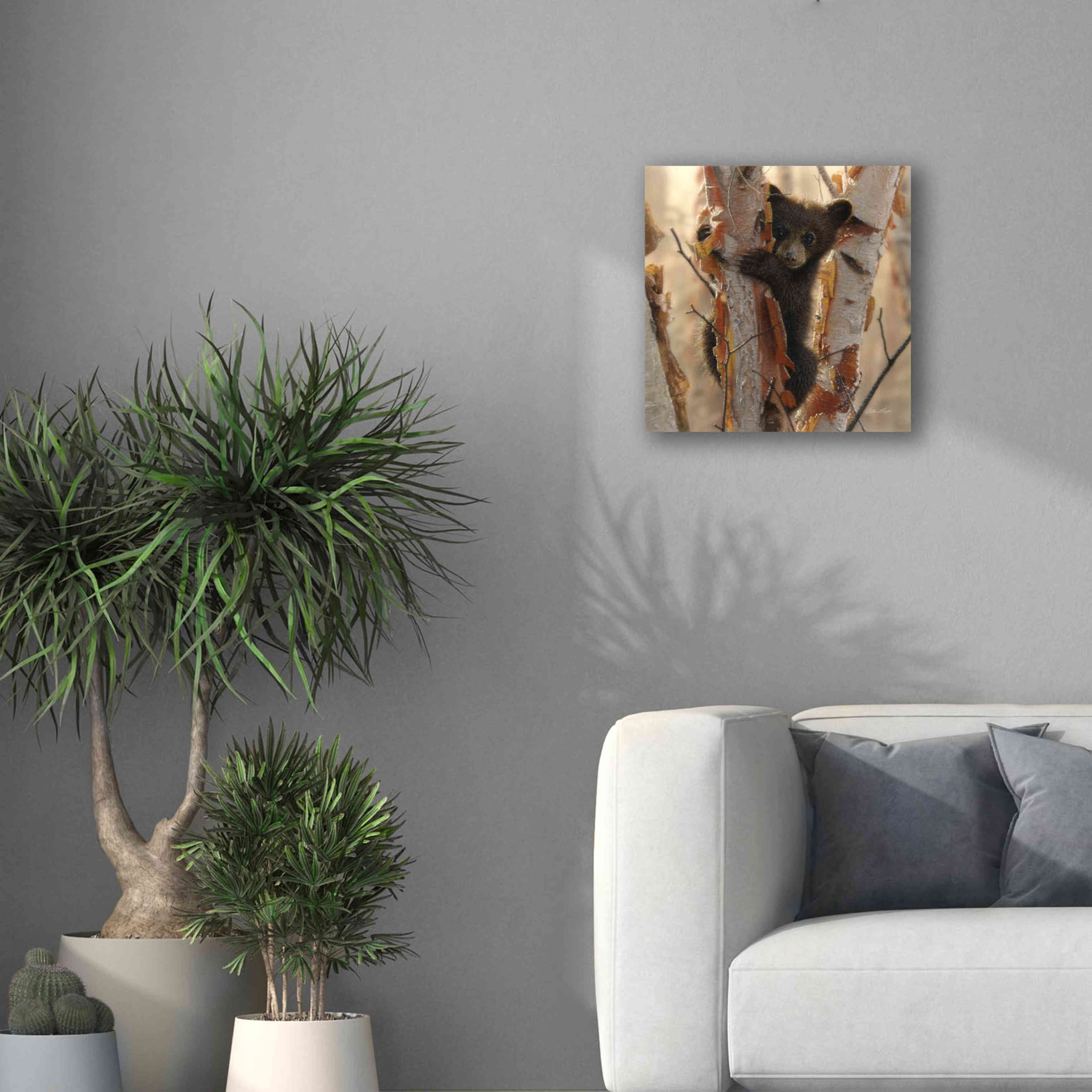 'Curious Cub II' by Collin Bogle, Canvas Wall Art,18x18