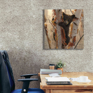 'Curious Cub II' by Collin Bogle, Canvas Wall Art,26x26