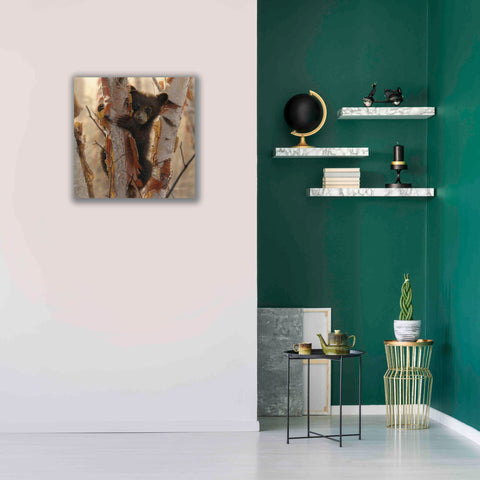 Image of 'Curious Cub II' by Collin Bogle, Canvas Wall Art,26x26