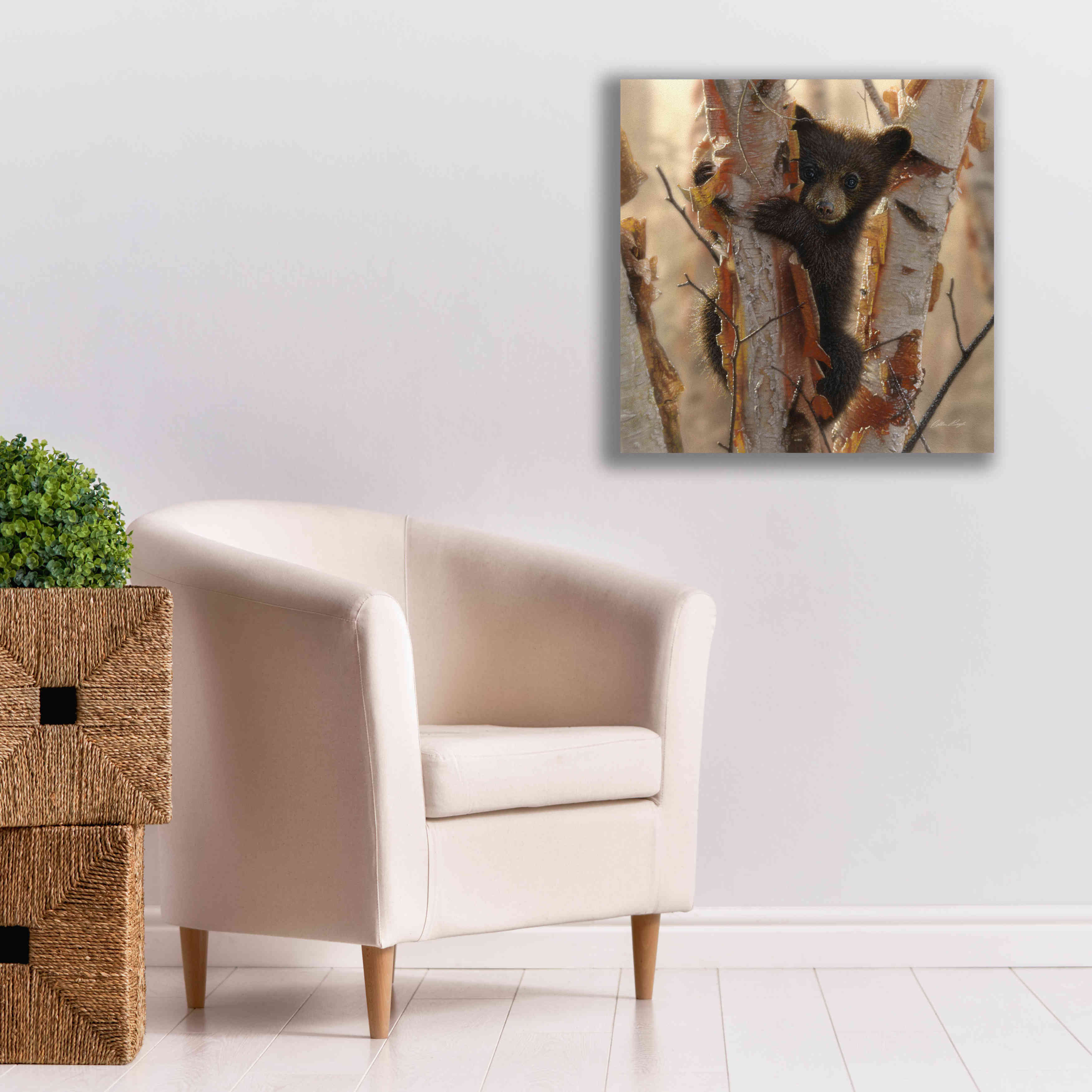 'Curious Cub II' by Collin Bogle, Canvas Wall Art,26x26