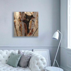 'Curious Cub II' by Collin Bogle, Canvas Wall Art,37x37
