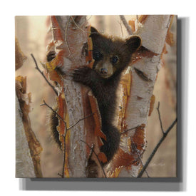 'Curious Cub II' by Collin Bogle, Canvas Wall Art,Size 1 Square