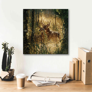'A Golden Moment' by Collin Bogle, Canvas Wall Art,18x18