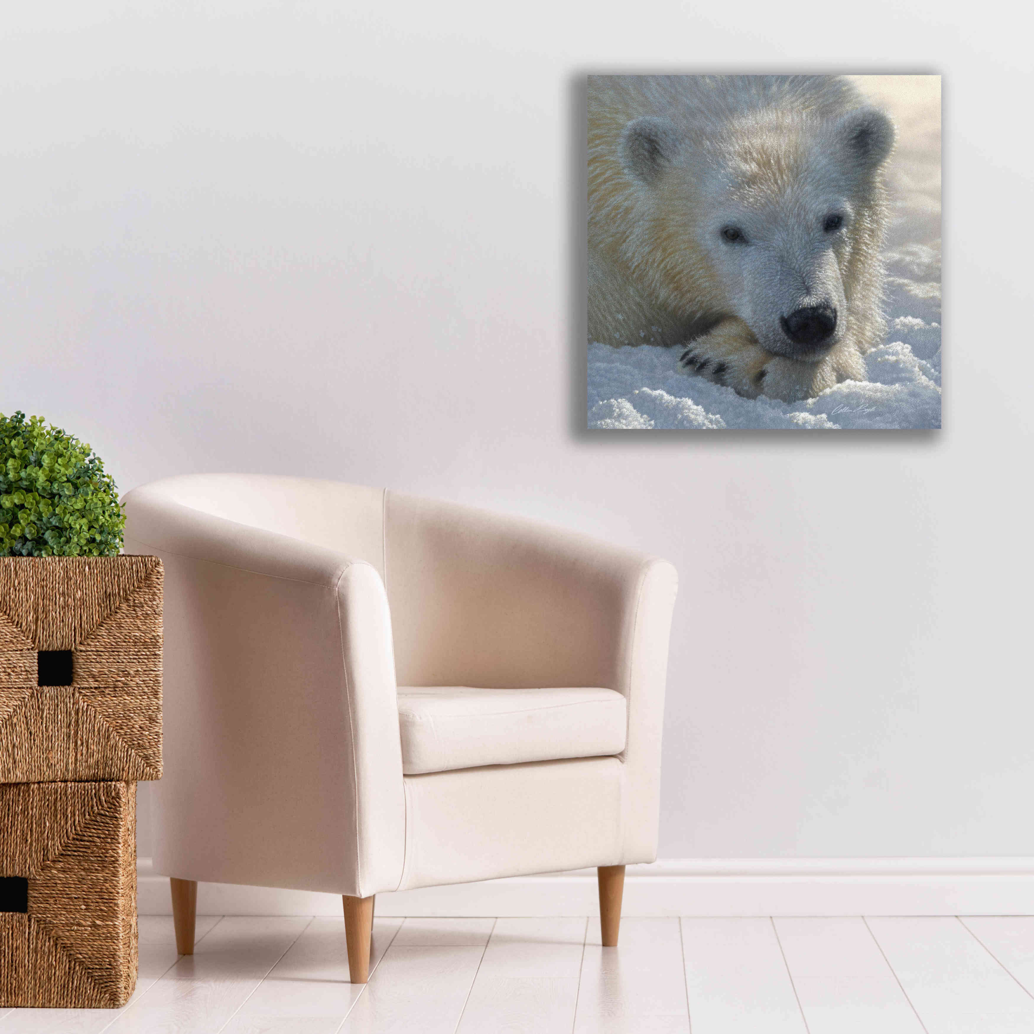 'Polar Bear Cub' by Collin Bogle, Canvas Wall Art,26x26