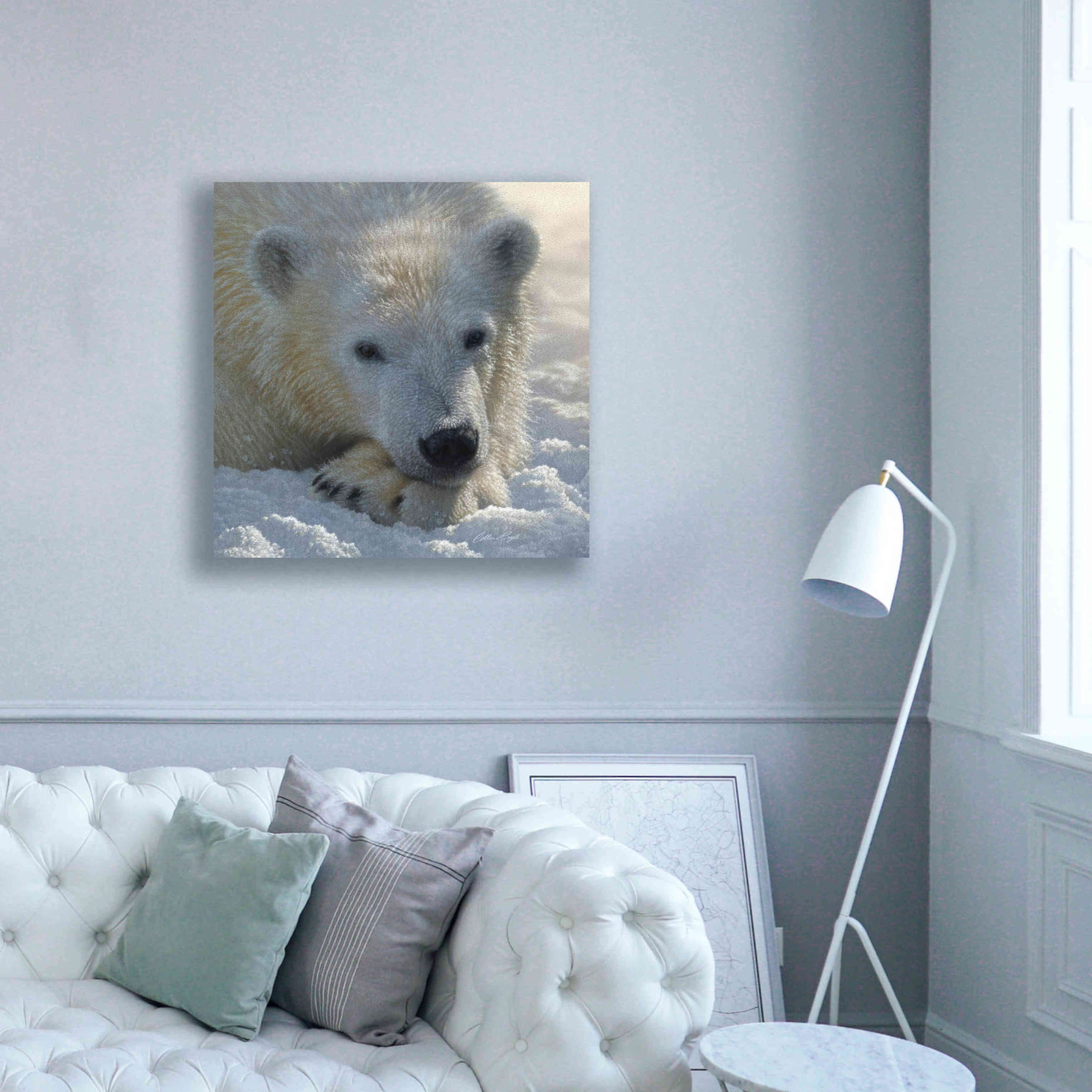 'Polar Bear Cub' by Collin Bogle, Canvas Wall Art,37x37