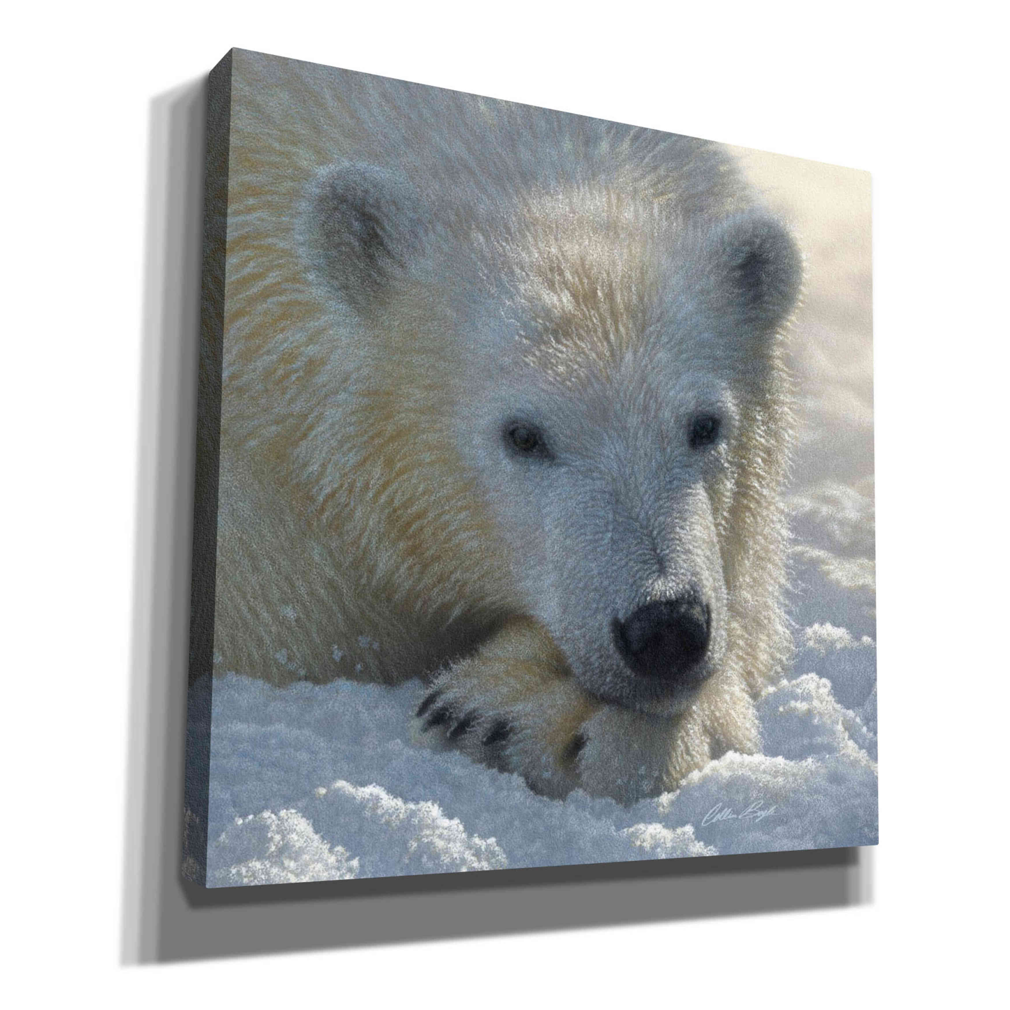 'Polar Bear Cub' by Collin Bogle, Canvas Wall Art,Size 1 Square