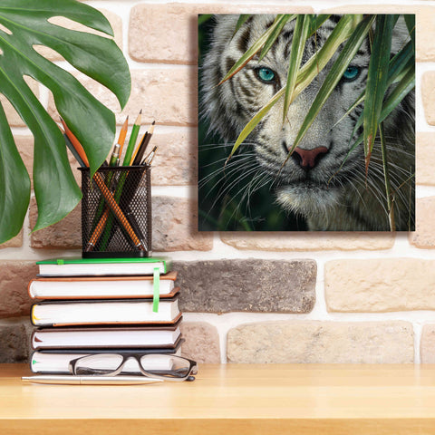 Image of 'Watching and Waiting' by Collin Bogle, Canvas Wall Art,12x12