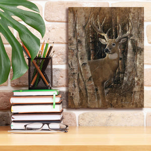 'Birchwood Buck' by Collin Bogle, Canvas Wall Art,12x16
