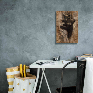 'Curious Cubs' by Collin Bogle, Canvas Wall Art,12x18