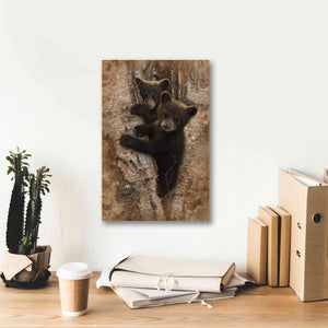 'Curious Cubs' by Collin Bogle, Canvas Wall Art,12x18
