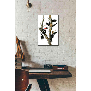 'Ivory-billed Woodpecker' by John James Audubon Canvas Wall Art,12x18