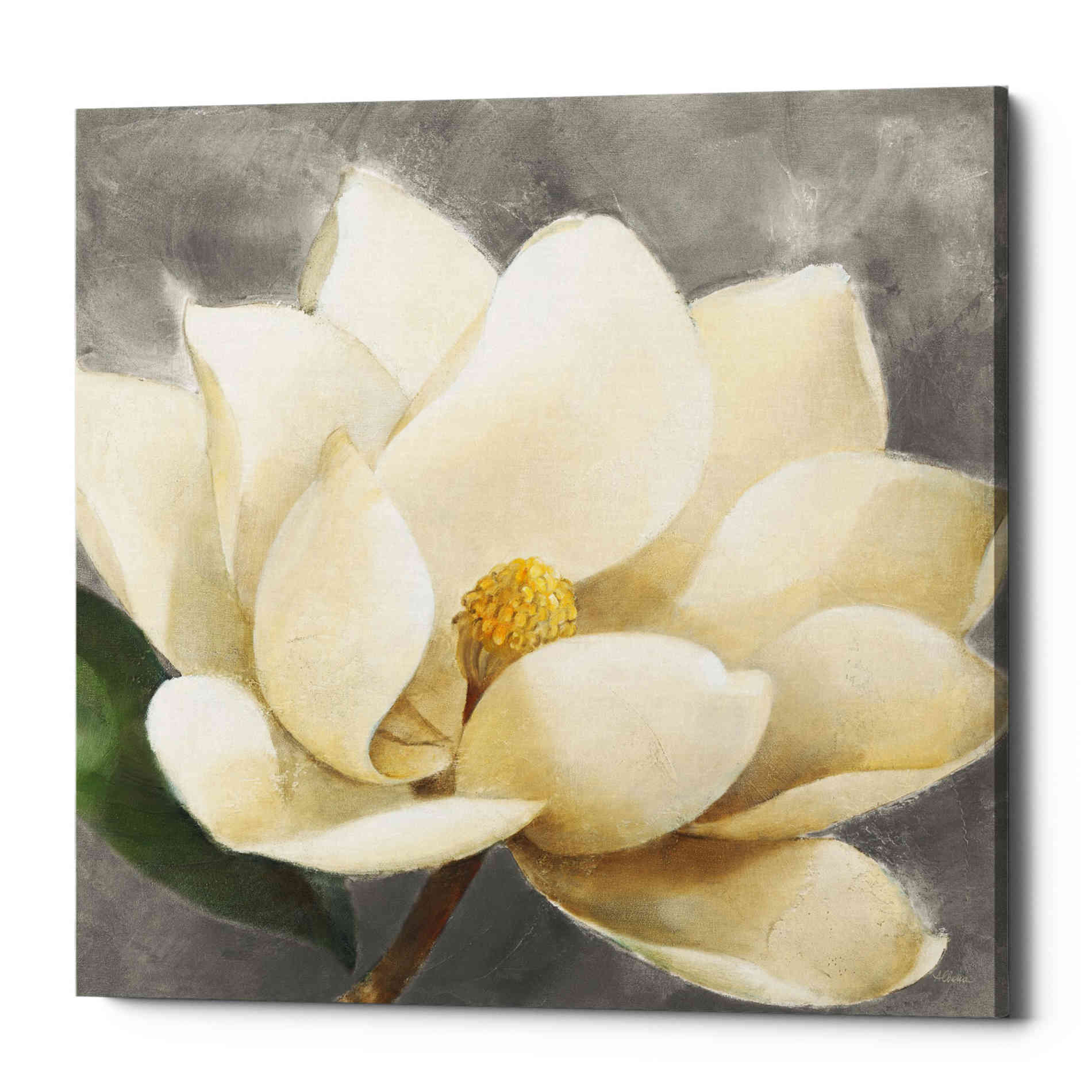 'Magnolia Blossom on Gray' by Albena Hristova, Canvas Wall Art