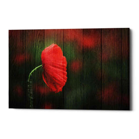 'Wood Series: A Red Poppy' Canvas Wall Art