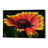'Wood Series: Sunburst' Canvas Wall Art