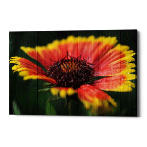 'Wood Series: Sunburst' Canvas Wall Art