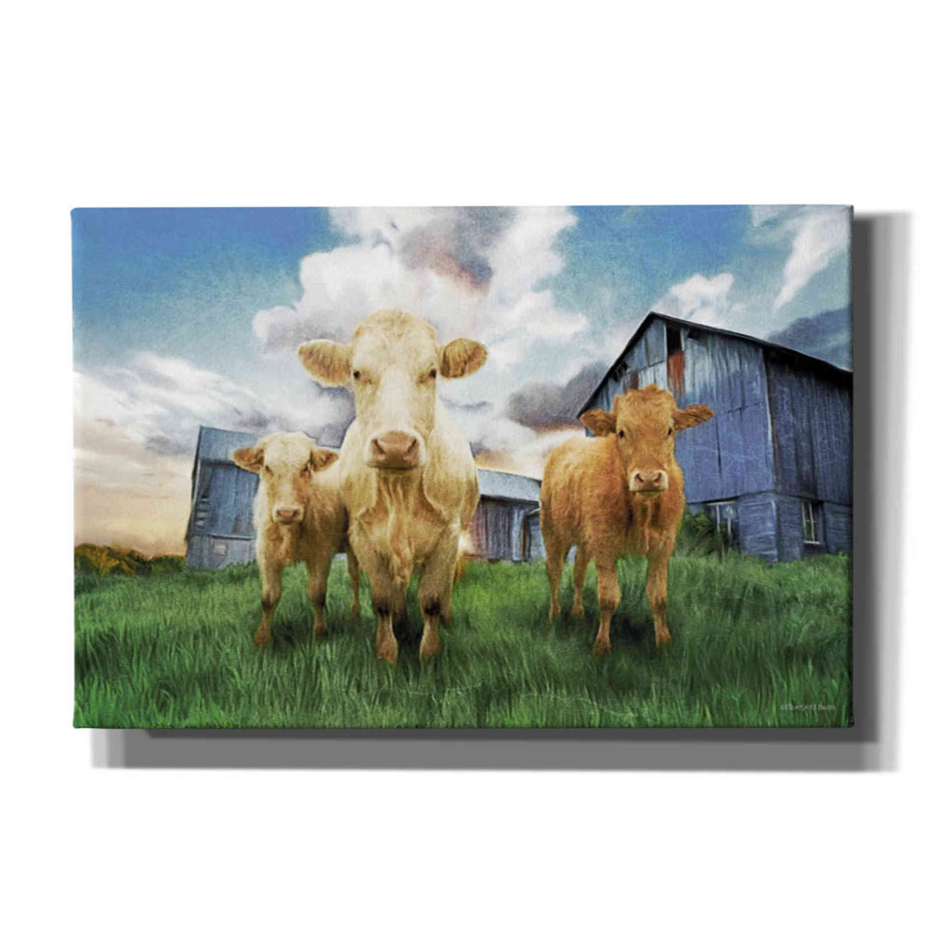 'Three Curious Calves' by Bluebird Barn, Canvas Wall Art,Size A Landscape