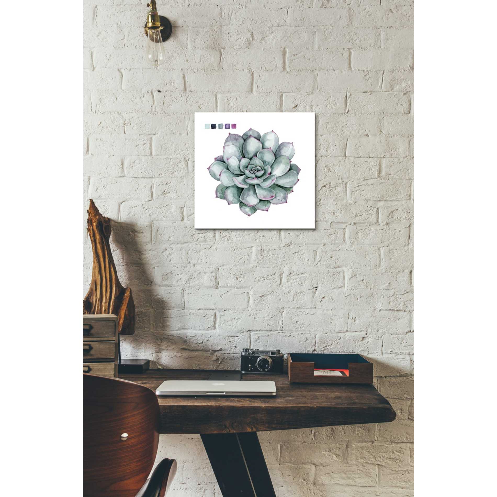 'Succulent II' by Grace Popp Canvas Wall Art,12 x 12