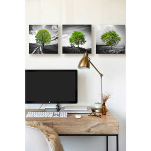'Vibrant Tree Series: Green Triptych (Set of 3)' Canvas Wall Art,36 x 12