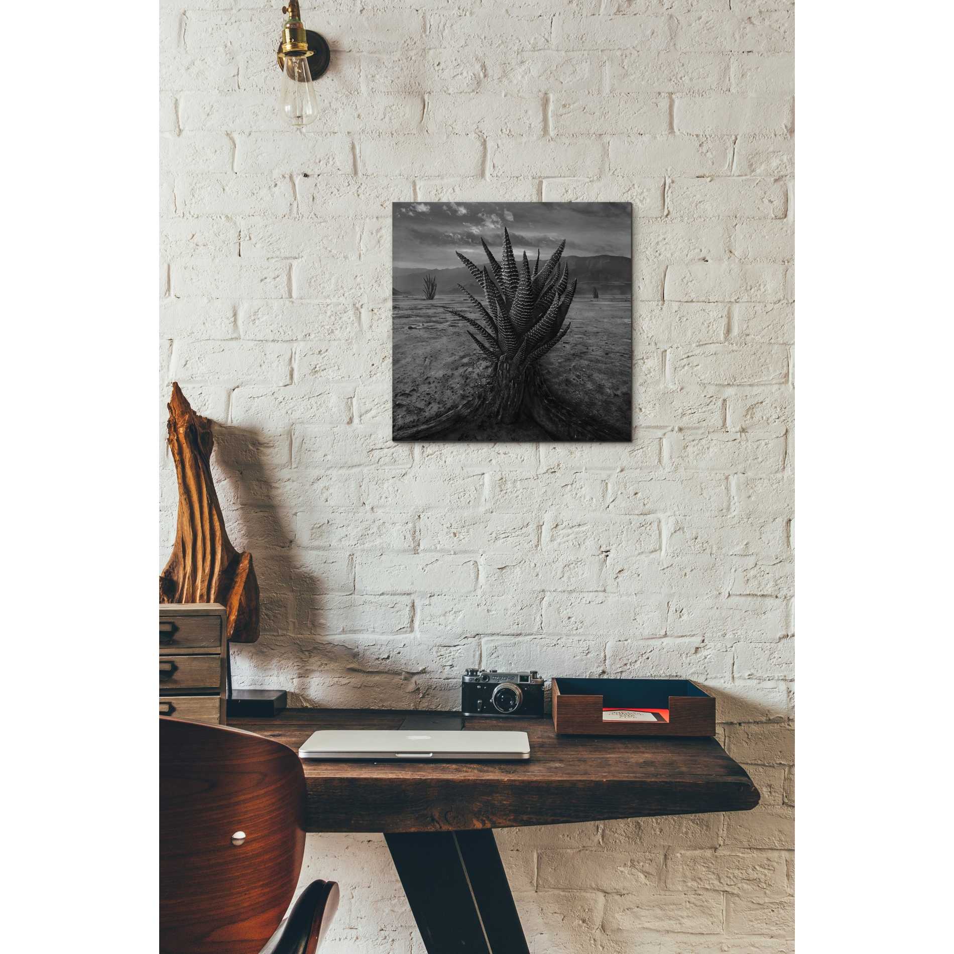 'Cactus' by Dariusz Klimczak, Canvas Wall Art,12 x 12