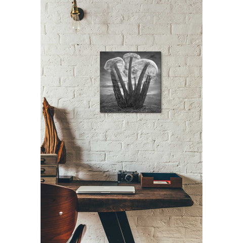 Image of 'Meduzalem' by Dariusz Klimczak, Canvas Wall Art,12 x 12