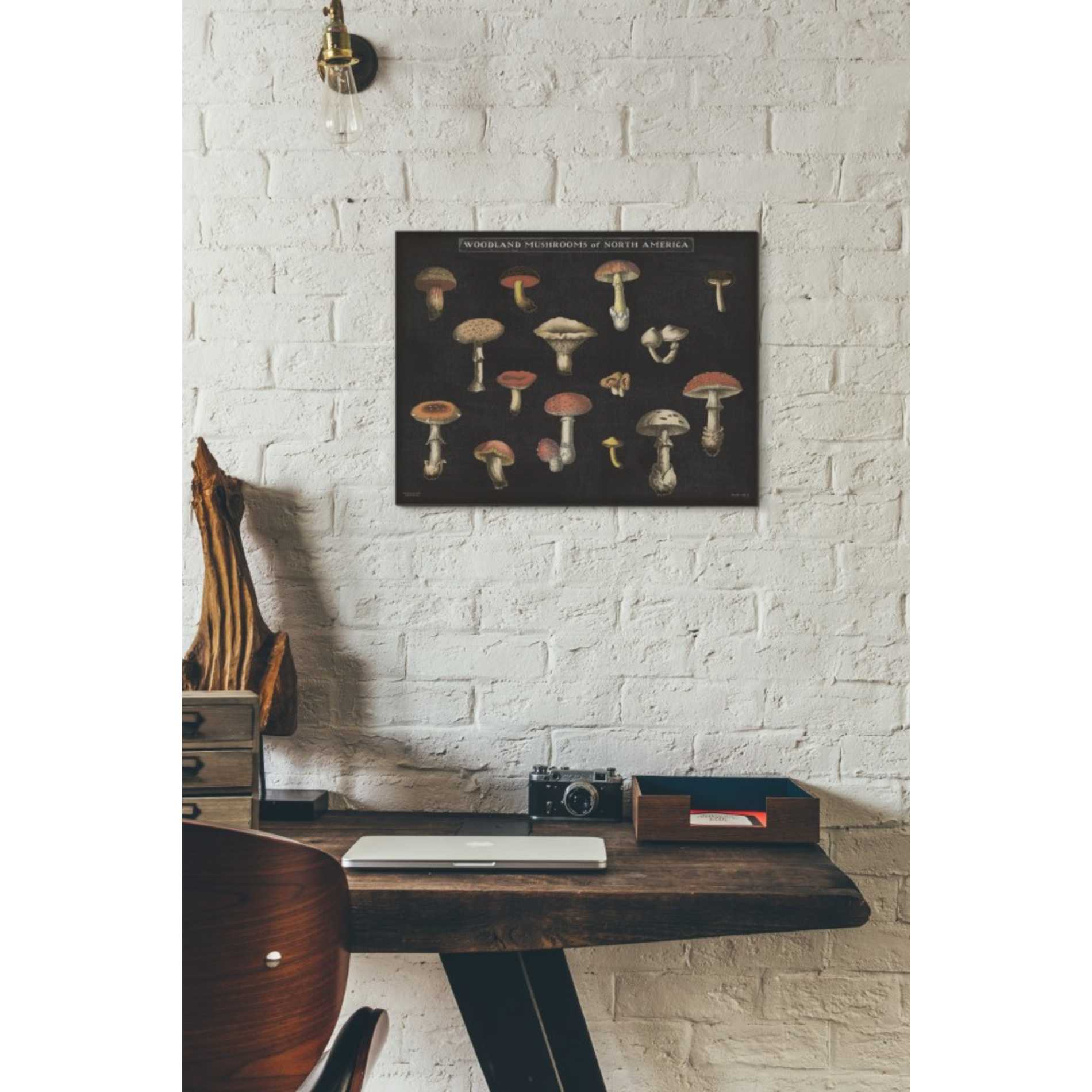 'Mushroom Chart I' by Wild Apple Portfolio, Canvas Wall Art,12 x 16