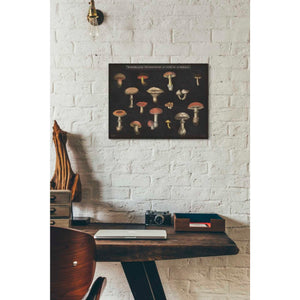 'Mushroom Chart I' by Wild Apple Portfolio, Canvas Wall Art,12 x 16
