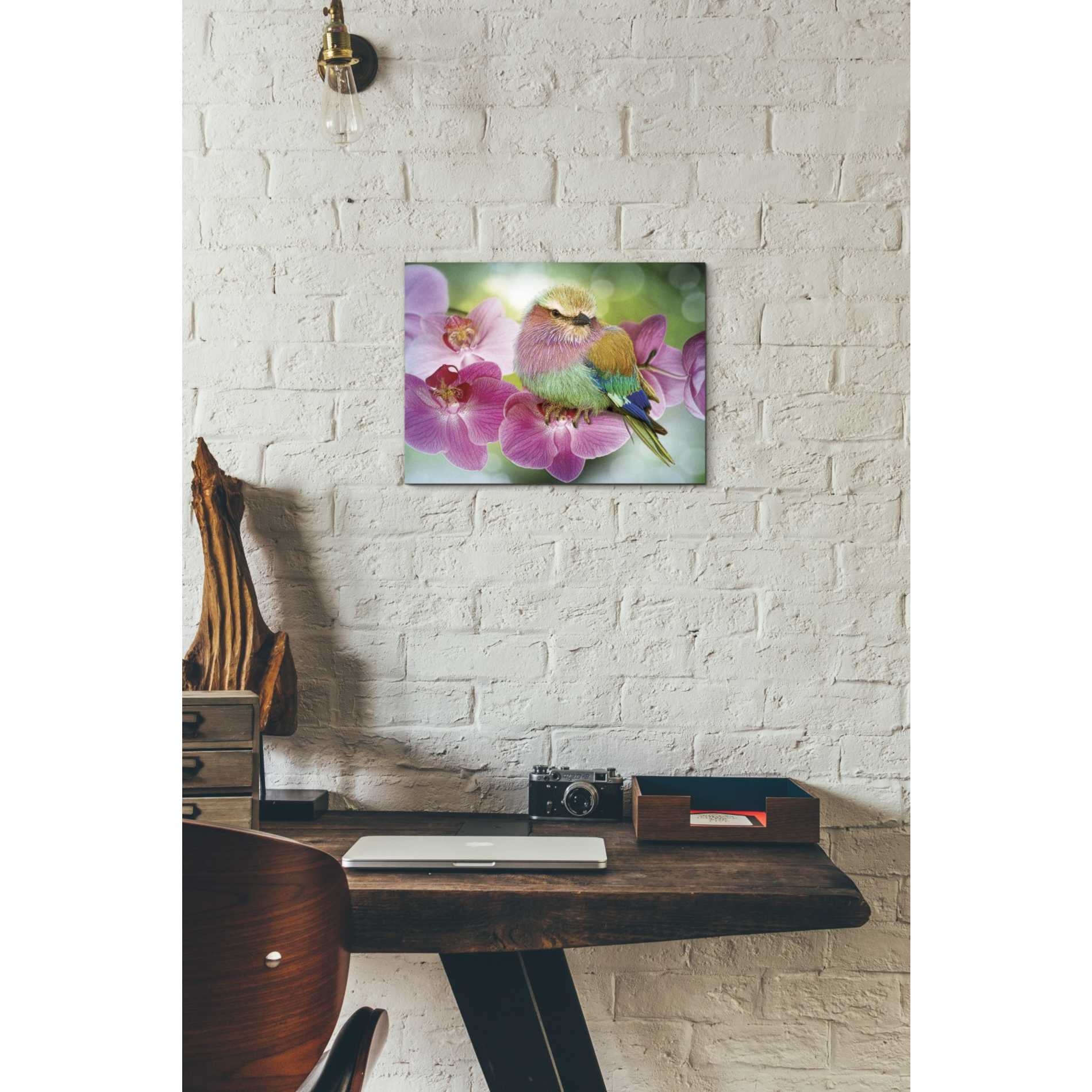'Pretty Boy' by Steve Hunziker, Canvas Wall Art,16 x 12