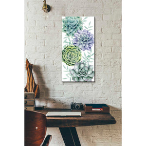 'Succulent Collection B' by Grace Popp Canvas Wall Art,12 x 24