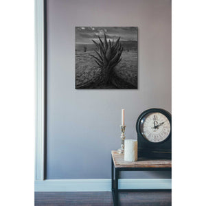 'Cactus' by Dariusz Klimczak, Canvas Wall Art,18 x 18