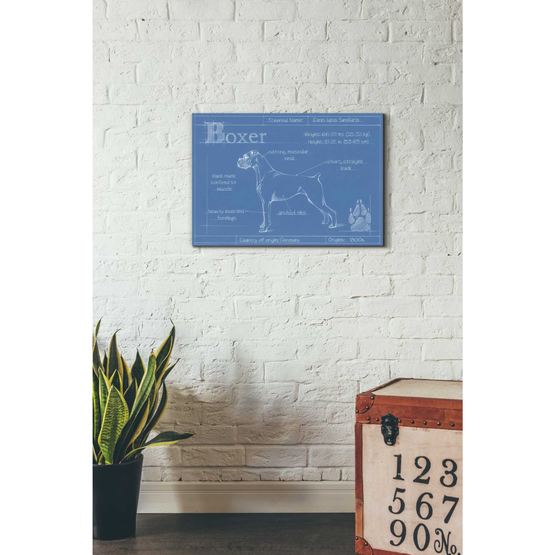 'Blueprint Boxer' by Ethan Harper Canvas Wall Art,26 x 18