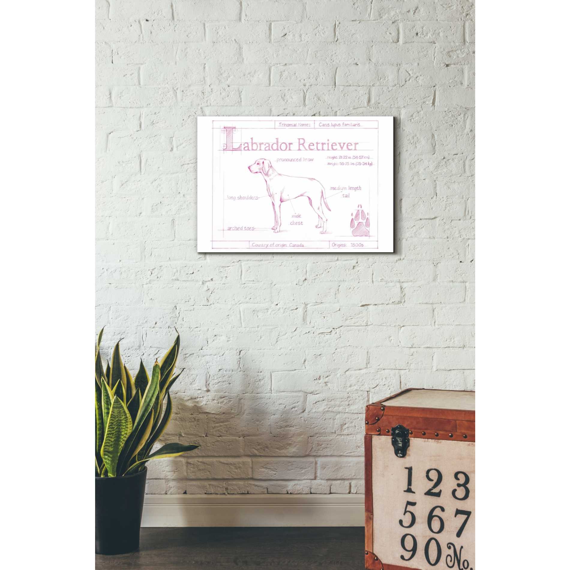 'Blueprint Labrador Retriever in Pink' by Ethan Harper Canvas Wall Art,26 x 18