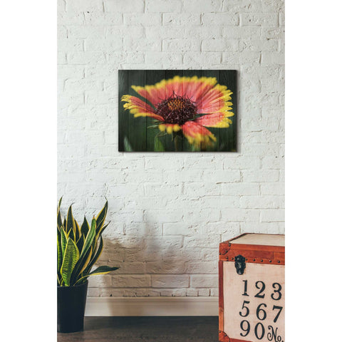 Image of 'Wood Series: Sunburst' Canvas Wall Art,18 x 26