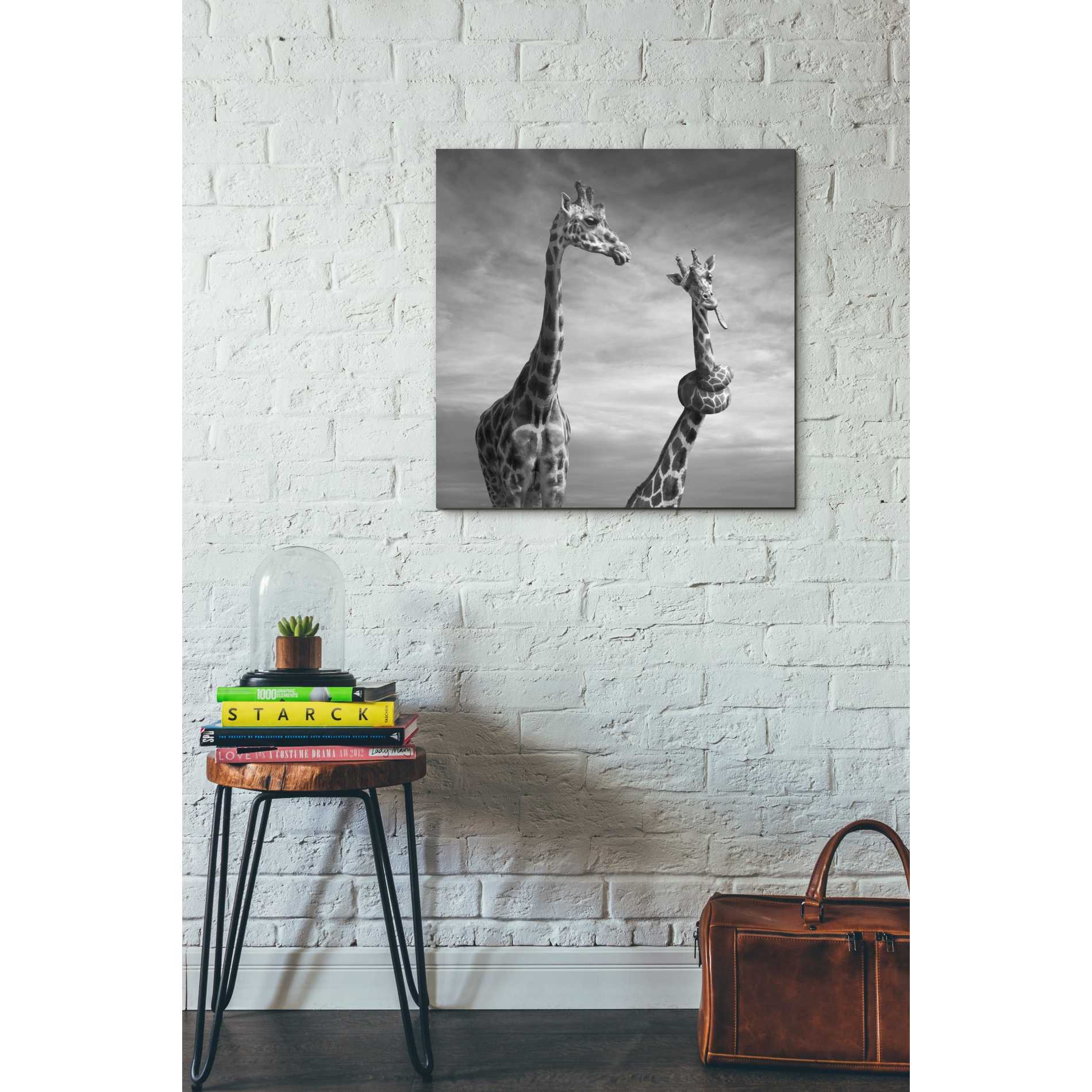 'Twisted Sister' by Dariusz Klimczak, Canvas Wall Art,26 x 26