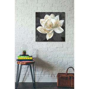 'Majestic Magnolia Neutral Sq' by Albena Hristova, Canvas Wall Art,26 x 26