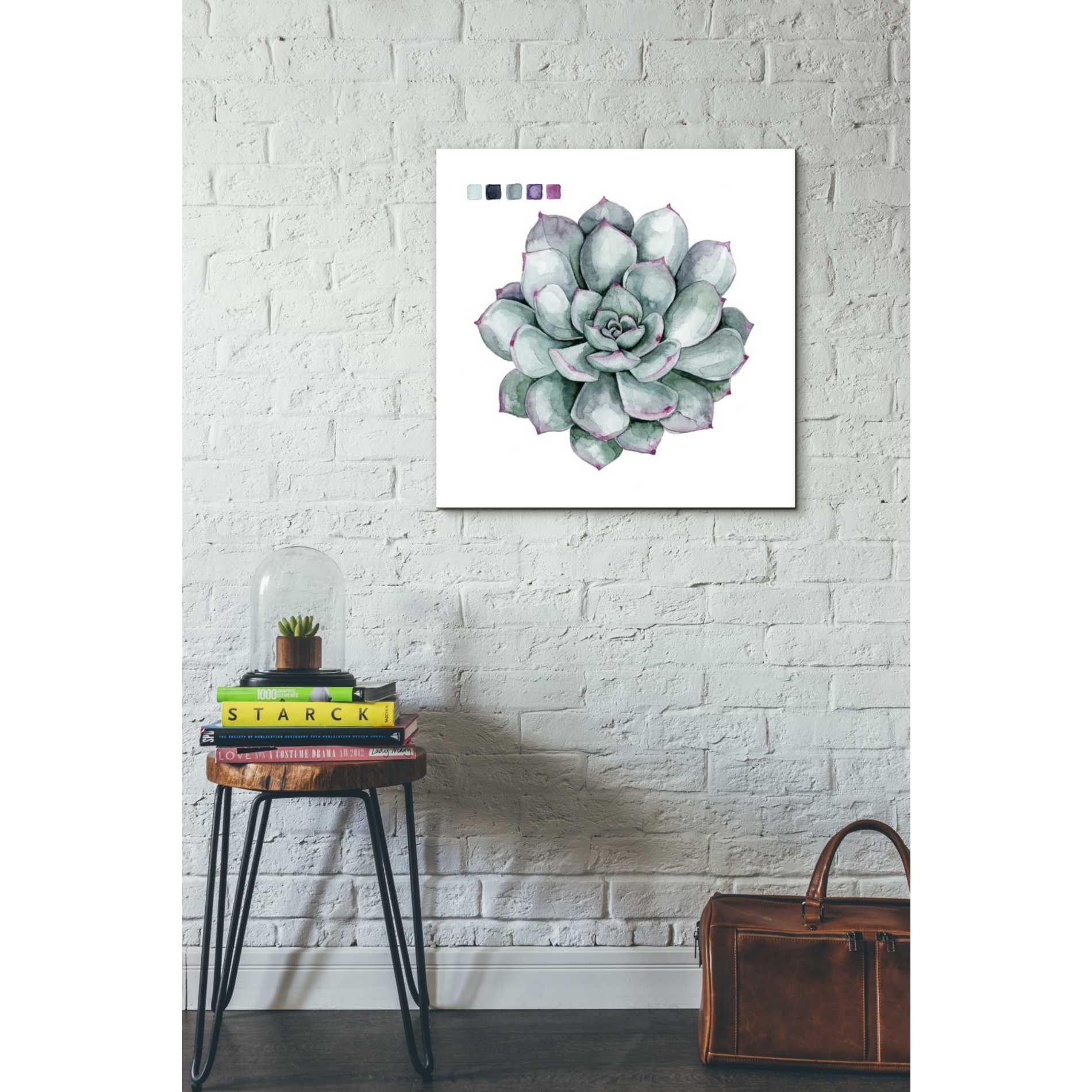 'Succulent II' by Grace Popp Canvas Wall Art,26 x 26