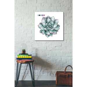 'Succulent II' by Grace Popp Canvas Wall Art,26 x 26