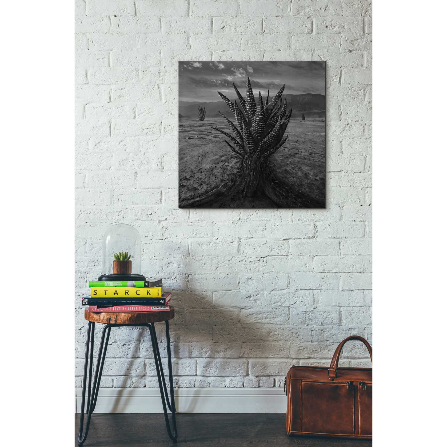 'Cactus' by Dariusz Klimczak, Canvas Wall Art,26 x 26