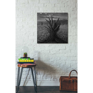 'Cactus' by Dariusz Klimczak, Canvas Wall Art,26 x 26