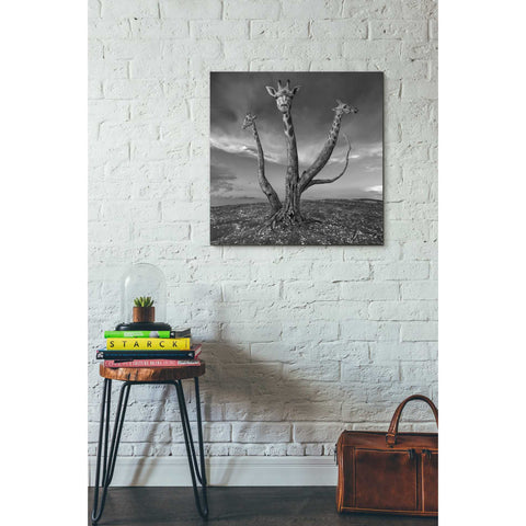 Image of 'Giratree' by Dariusz Klimczak, Canvas Wall Art,26 x 26