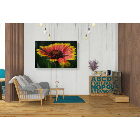 Image of 'Wood Series: Sunburst' Canvas Wall Art,26 x 40