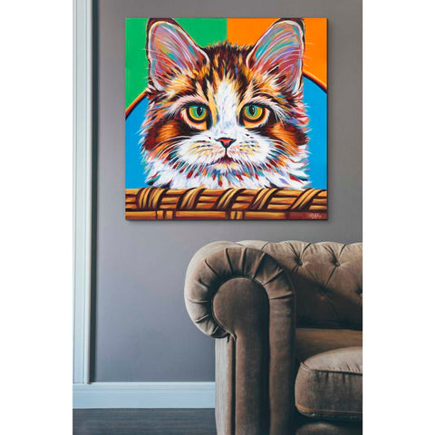 Image of 'Kitten in Basket II' by Carolee Vitaletti Giclee Canvas Wall Art