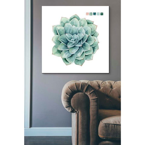 Image of 'Succulent I' by Grace Popp Canvas Wall Art,37 x 37