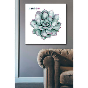 'Succulent II' by Grace Popp Canvas Wall Art,37 x 37